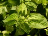 Lesser Calamint - Clinopodium nepeta (L.) Kuntze