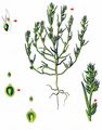 Bugseed - Corispermum intermedium Schweigg.