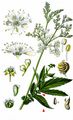 Meadowsweet - Filipendula ulmaria (L.) Maxim.