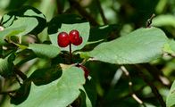 Rote Heckenkirsche - Lonicera xylosteum L.