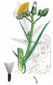 Sumpf-Gänsedistel - Sonchus palustris L.