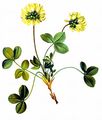  - Trifolium pallescens Schreb.