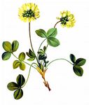 Geröll-Klee - Trifolium pallescens Schreb. 