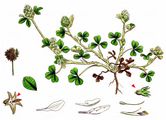 Rough Clover - Trifolium scabrum L.
