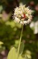 Alpine Leek - Allium victorialis L.