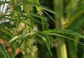 Hemp - Cannabis sativa L.