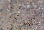 Ruß-Segge - Carex fuliginosa Schkuhr