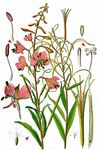 Schmalblättriges Weidenröschen - Epilobium angustifolium L. 