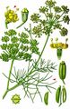 Fennel - Foeniculum vulgare Mill.