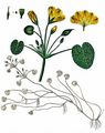 Europäische Seekanne - Nymphoides peltata (S. G. Gmel.) Kuntze