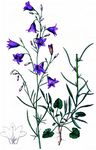 Lanzettblättrige Glockenblume - Campanula baumgartenii Becker 