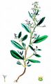 Pedunculate Sea-Purslane - Halimione pedunculata (L.) Aellen