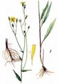 Glattes Habichtskraut - Hieracium laevigatum Willd.