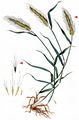 Wall Barley - Hordeum murinum L.