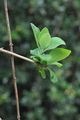 Perfoliate Honeysuckle - Lonicera caprifolium L.