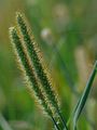 Rote Borstenhirse - Setaria pumila (Poir.) Roem. & Schult.