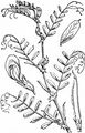 Common Vetch - Vicia sativa L.