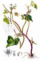 Buckwheat - Fagopyrum esculentum Moench