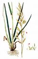 Meadow Oat-Grass - Helictochloa pratensis (L.) Romero Zarco