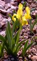 Pygmy Iris - Iris pumila L.