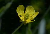 Illyrischer Hahnenfuß - Ranunculus illyricus L.