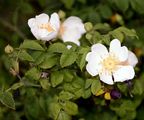 Field-Rose - Rosa arvensis Huds.