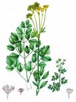 Blaugrüne Wiesenraute - Thalictrum speciosissimum L. 