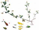 Slender Trefoil - Trifolium micranthum Viv.