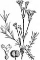 Squinancywort - Asperula cynanchica L.