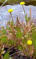 Buttonweed - Cotula coronopifolia L.