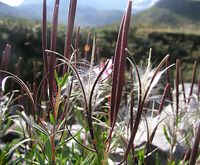 Epilobium fleischeri (Kies-Weidenröschen)