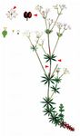 Zierliches Labkraut - Galium pumilum Murray 