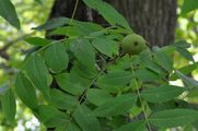 Schwarze Walnuss - Juglans nigra L.