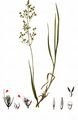 Schrader's Bentgras - Agrostis schraderiana Bech.
