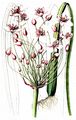 Flowering-Rush - Butomus umbellatus L.