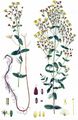 Imperforate St John's-Wort - Hypericum maculatum Crantz