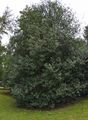 Holly - Ilex aquifolium L.