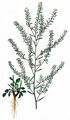 Tall Pepperwort - Lepidium graminifolium L.