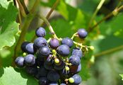 Grape-Vine - Vitis vinifera L.