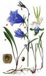 Pfirsichblättrige Glockenblume - Campanula persicifolia L. 