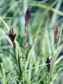 Greater Pond-Sedge - Carex riparia Curtis 