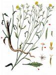 Großer Knorpellattich - Chondrilla juncea L. 