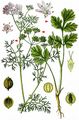 Coriander - Coriandrum sativum L.