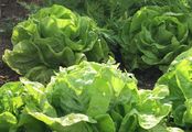 Garden Lettuce - Lactuca sativa L.