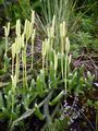 Stag's-Horn Clubmoss - Lycopodium clavatum L.