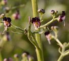 French Figwort - Scrophularia canina L.
