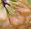 Large Trefoil - Trifolium aureum Pollich
