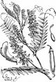 Tufted Vetch - Vicia cracca L.