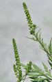 Beifußblättrige Ambrosie - Ambrosia artemisiifolia L.