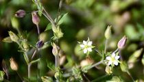 Slender Sandwort - Arenaria leptoclados (Rchb.) Guss.